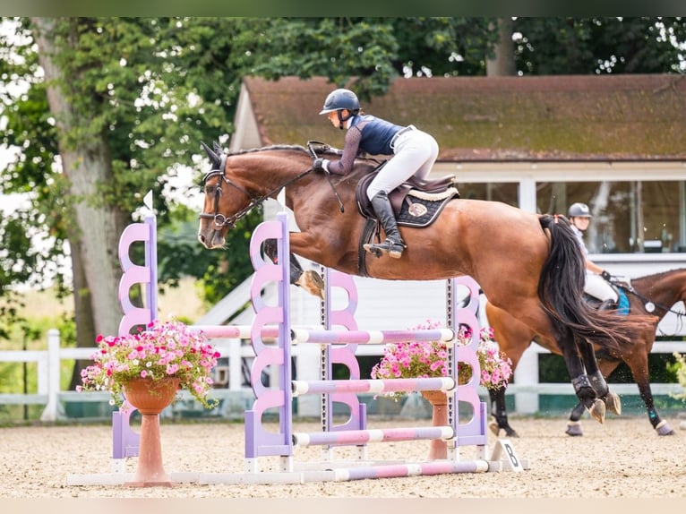 Westfaliano Giumenta 9 Anni 170 cm Baio ciliegia in Gietrzwałd