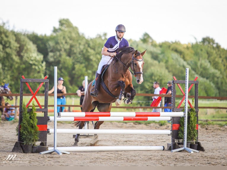 Westfaliano Giumenta 9 Anni 170 cm Baio ciliegia in Gietrzwałd