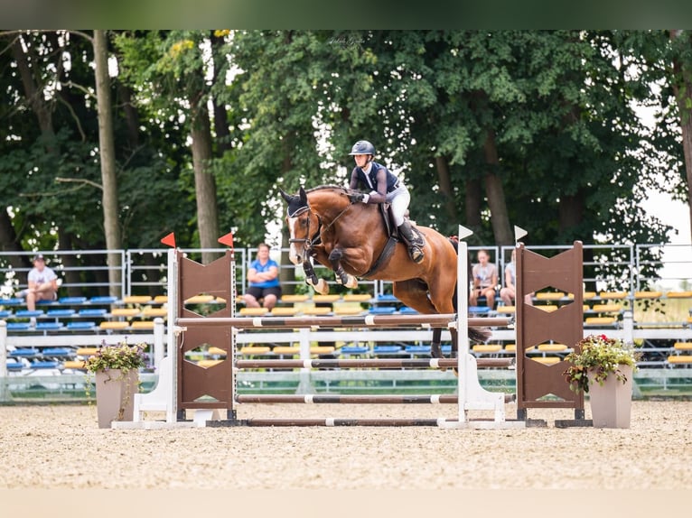 Westfaliano Giumenta 9 Anni 170 cm Baio ciliegia in Gietrzwałd