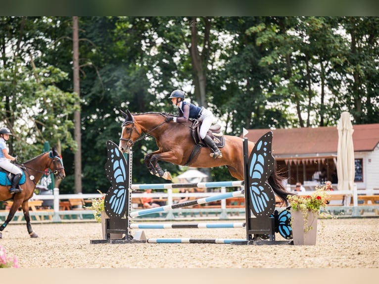 Westfaliano Giumenta 9 Anni 170 cm Baio ciliegia in Gietrzwałd