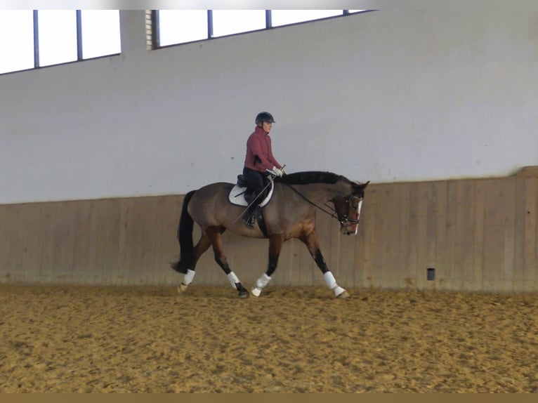 Westfaliano Giumenta 9 Anni 170 cm Baio ciliegia in Gietrzwałd