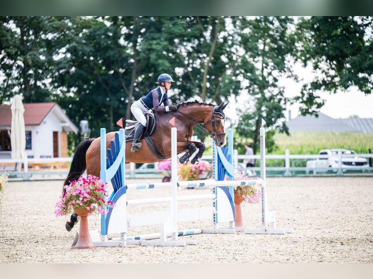 Westfaliano Giumenta 9 Anni 170 cm Baio ciliegia in Gietrzwałd