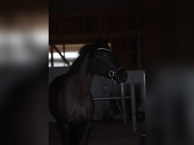 Westfaliano Giumenta 9 Anni 170 cm Baio nero in Calden, Fürstenwald