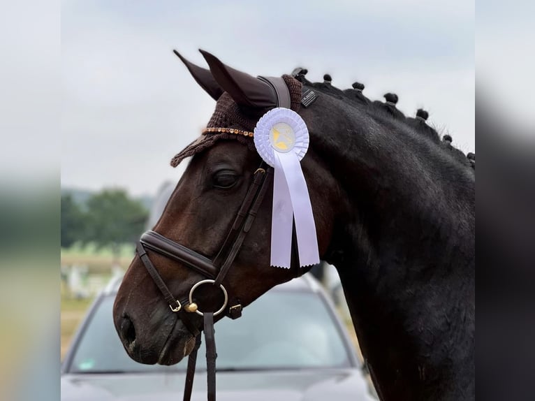 Westfaliano Giumenta 9 Anni 170 cm Baio scuro in Bünde
