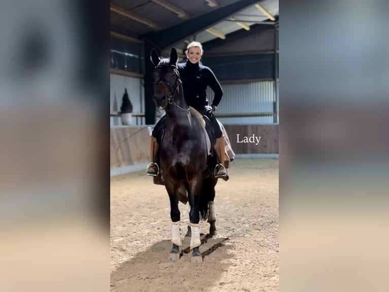 Westfaliano Giumenta 9 Anni 170 cm Baio scuro in Bünde