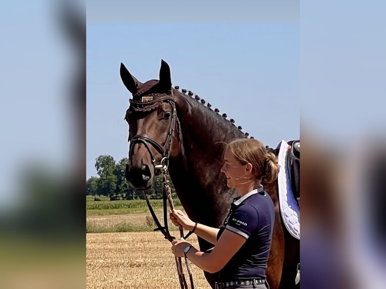 Westfaliano Giumenta 9 Anni 170 cm Baio scuro in Bünde