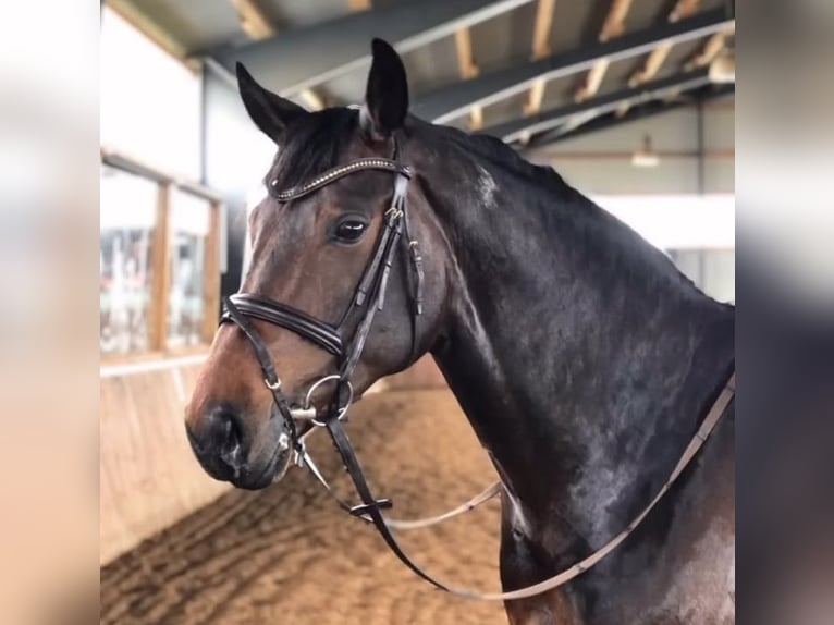 Westfaliano Giumenta 9 Anni 170 cm Baio scuro in Bünde