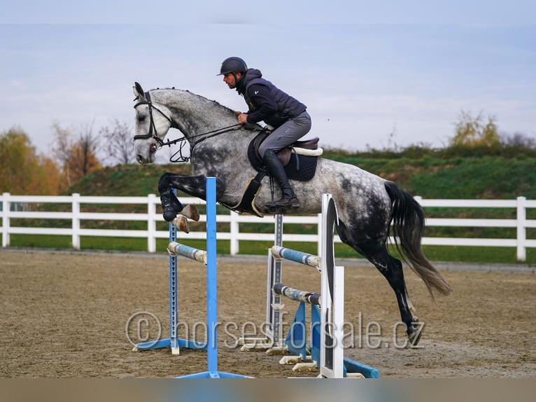 Westfaliano Giumenta 9 Anni 171 cm Grigio in Olomouc