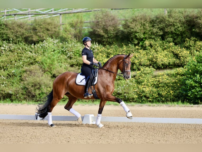 Westfaliano Giumenta 9 Anni 172 cm Baio in Haag am Hausruck