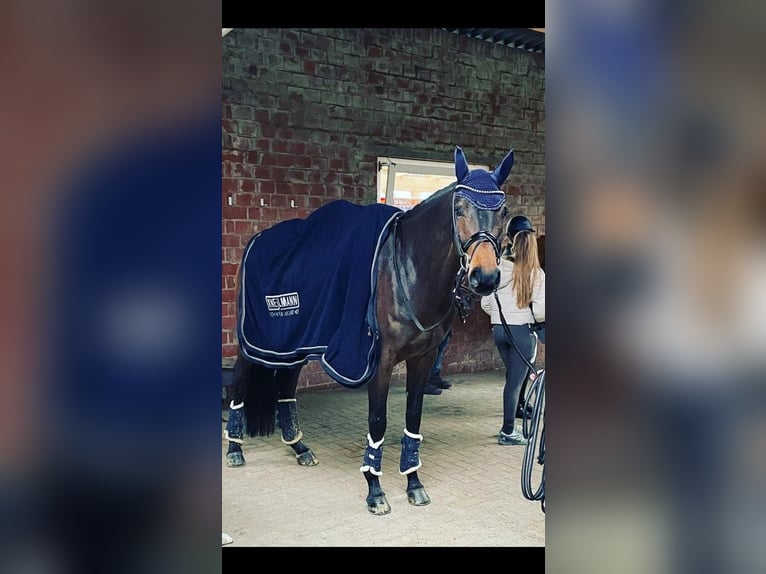 Westfaliano Giumenta 9 Anni 172 cm Baio in Fröndenberg