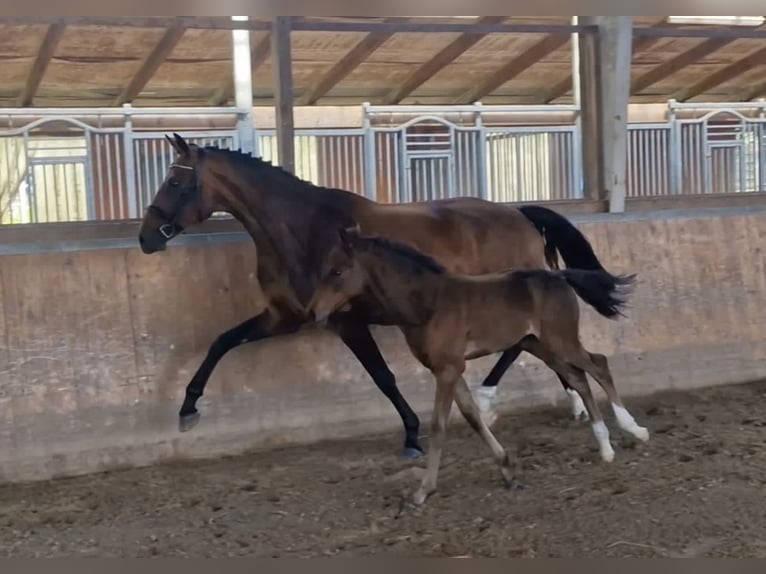 Westfaliano Giumenta 9 Anni 172 cm Baio in Bramstedt