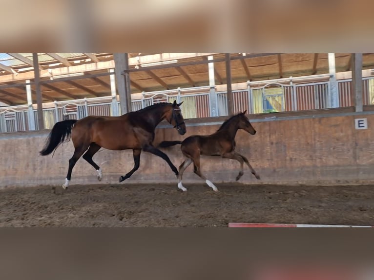 Westfaliano Giumenta 9 Anni 172 cm Baio in Bramstedt