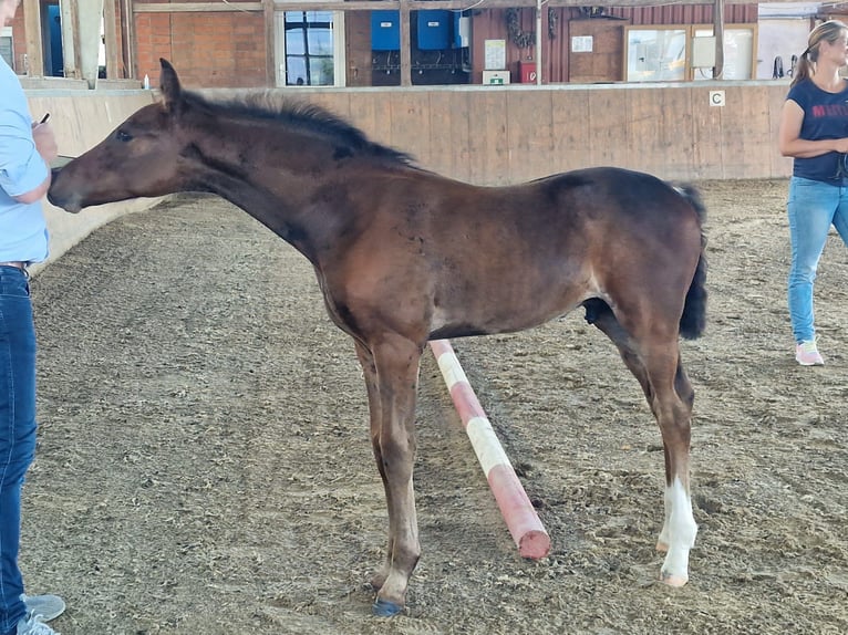 Westfaliano Giumenta 9 Anni 172 cm Baio in Bramstedt