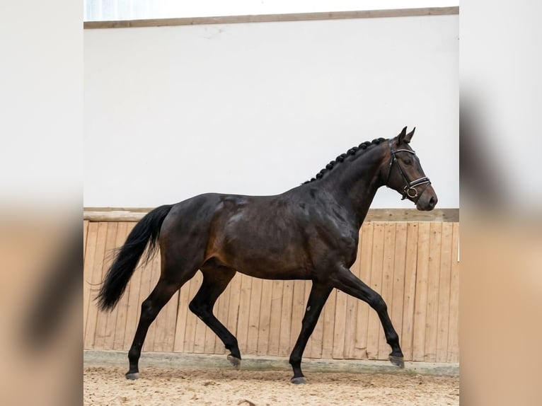 Westfaliano Giumenta 9 Anni 172 cm Baio scuro in Wölfersheim