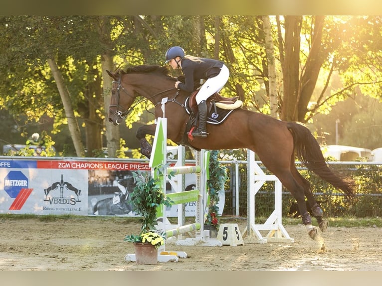 Westfaliano Giumenta 9 Anni 172 cm Baio scuro in Borken