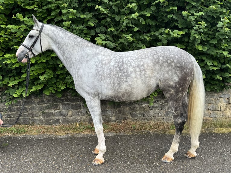 Westfaliano Giumenta 9 Anni 173 cm Grigio in Horb am Neckar