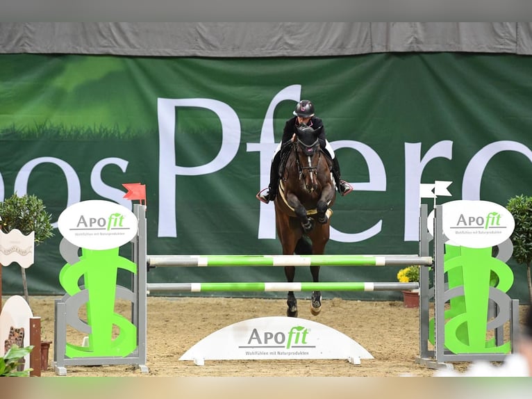Westfaliano Giumenta 9 Anni 174 cm Baio in Goldbach
