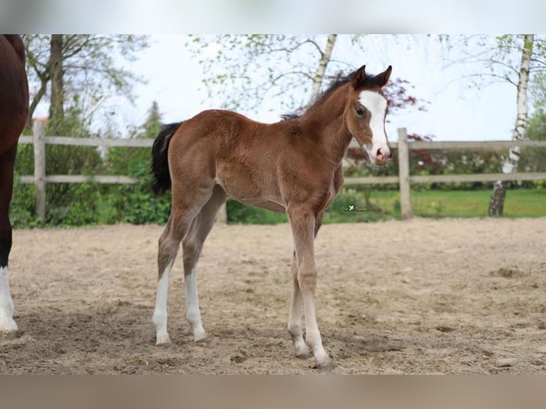 Westfaliano Giumenta Puledri (03/2026) 155 cm Baio in Neuenkirchen-Vörden