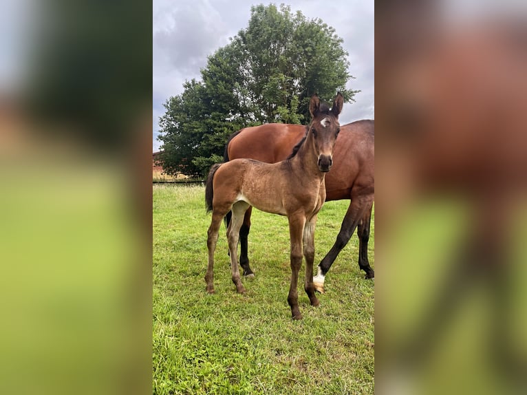 Westfaliano Giumenta  165 cm Baio in Billerbeck