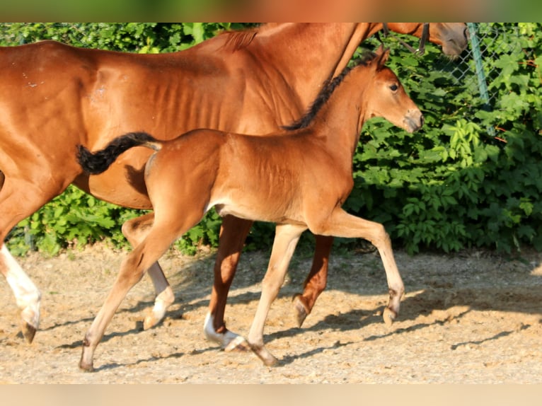 Westfaliano Giumenta  166 cm Baio in Kutenholz