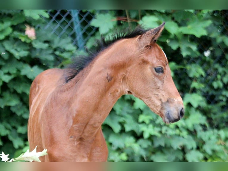 Westfaliano Giumenta  166 cm Baio in Kutenholz