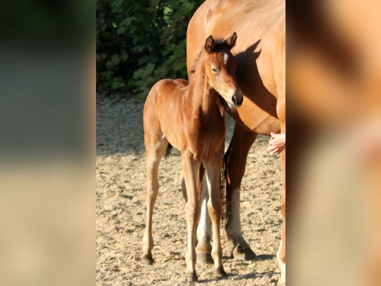 Westfaliano Giumenta  166 cm Baio in Kutenholz