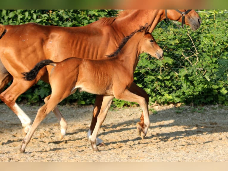 Westfaliano Giumenta  166 cm Baio in Kutenholz