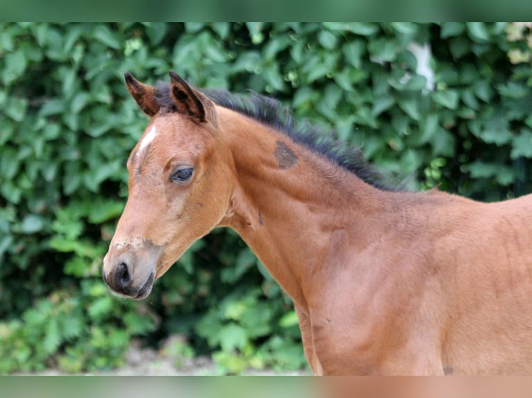 Westfaliano Giumenta  166 cm Baio in Kutenholz