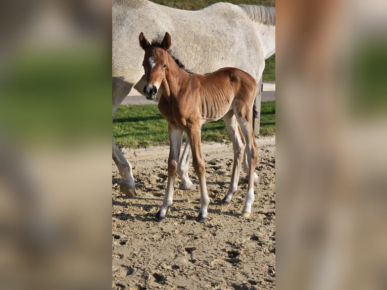 Westfaliano Giumenta Puledri (03/2026) 168 cm Baio in Wolfhagen