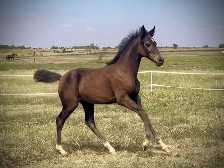 Westfaliano Giumenta Puledri (05/2024) 168 cm Baio nero in Cashion