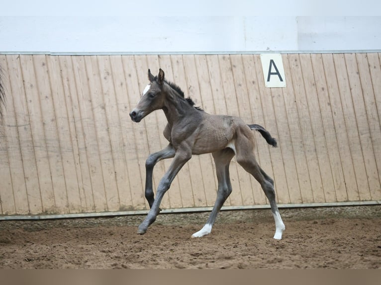 Westfaliano Giumenta  168 cm Baio nero in Hohenahr