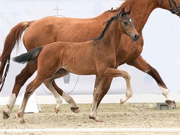 Westfaliano Giumenta Puledri
 (03/2024) 168 cm Baio scuro in Ennigerloh