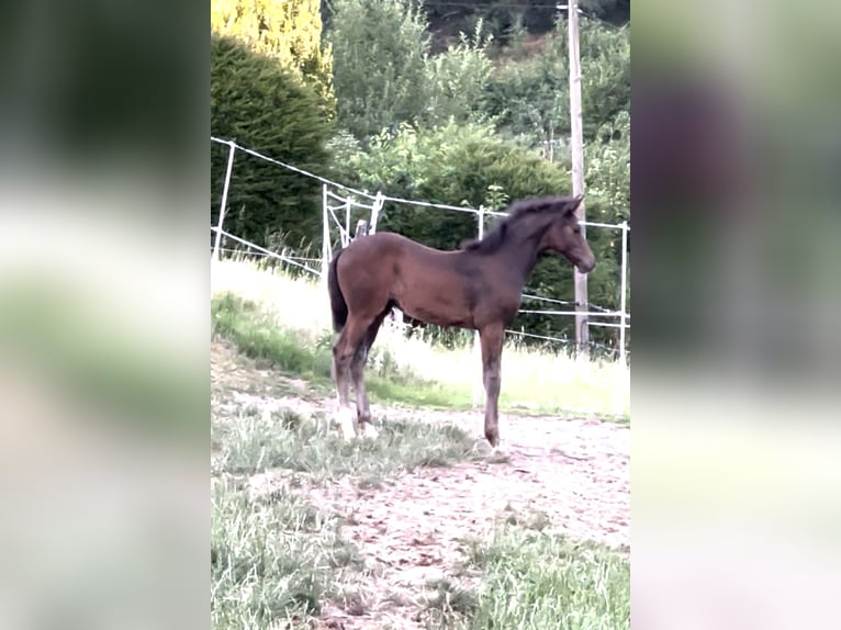Westfaliano Giumenta Puledri (04/2026) 168 cm Baio scuro in Freudenberg