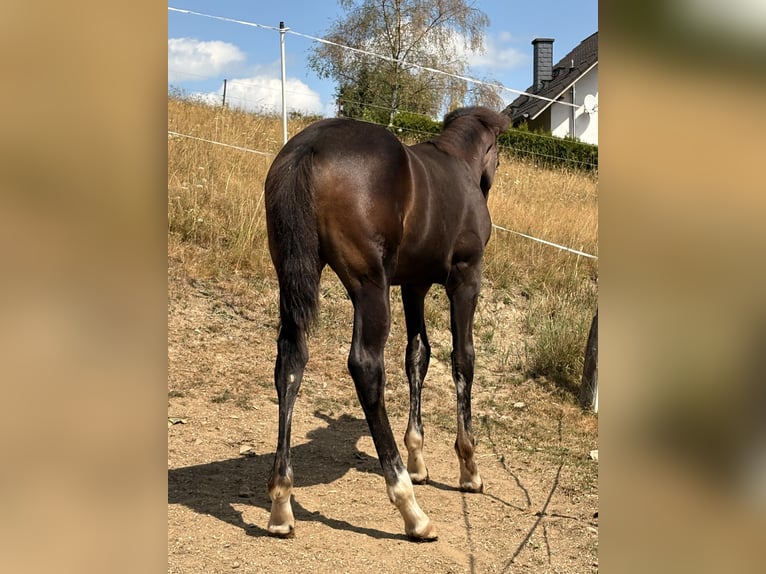 Westfaliano Giumenta Puledri (04/2026) 168 cm Baio scuro in Freudenberg
