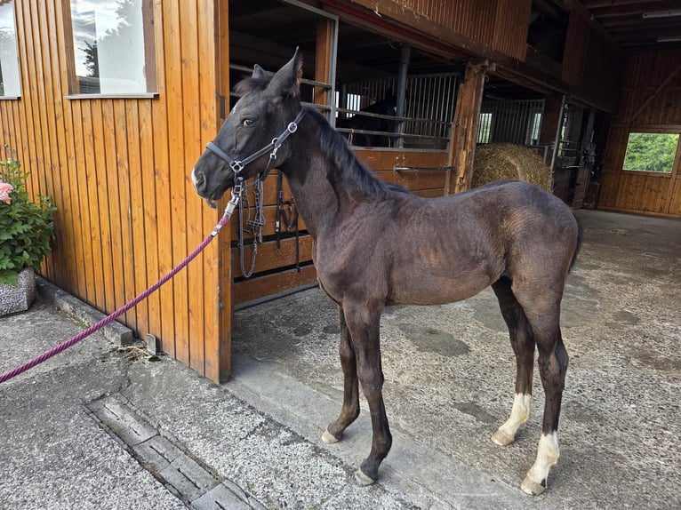 Westfaliano Giumenta Puledri (04/2025) 168 cm Morello in V&#xF6;hl