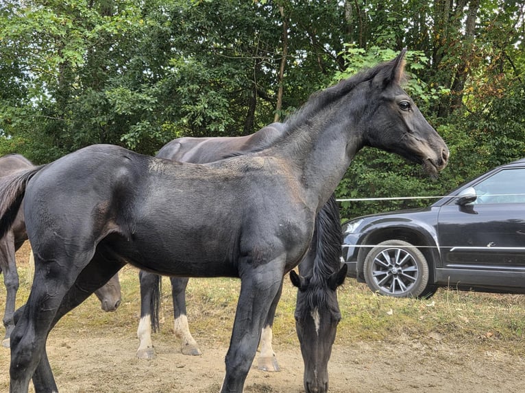 Westfaliano Giumenta Puledri (04/2025) 168 cm Morello in V&#xF6;hl
