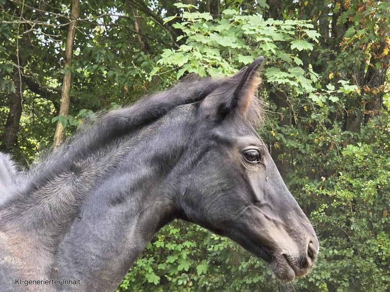 Westfaliano Giumenta Puledri (04/2025) 168 cm Morello in V&#xF6;hl