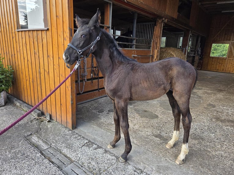 Westfaliano Giumenta Puledri (04/2025) 168 cm Morello in V&#xF6;hl