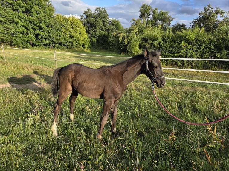 Westfaliano Giumenta Puledri (04/2025) 168 cm Morello in V&#xF6;hl
