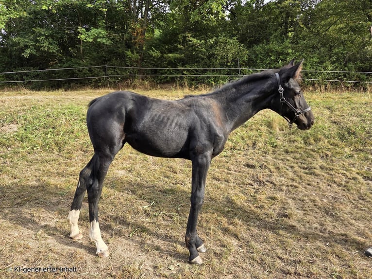 Westfaliano Giumenta Puledri (04/2025) 168 cm Morello in V&#xF6;hl
