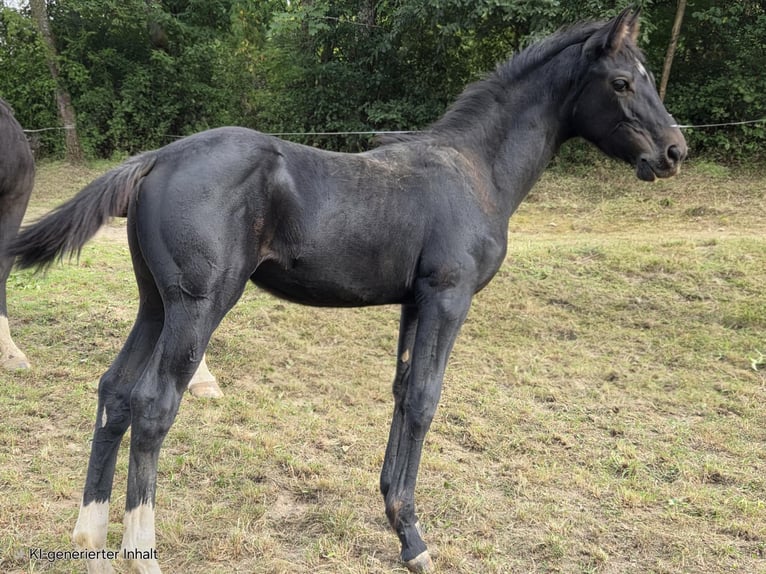 Westfaliano Giumenta Puledri (04/2025) 168 cm Morello in V&#xF6;hl