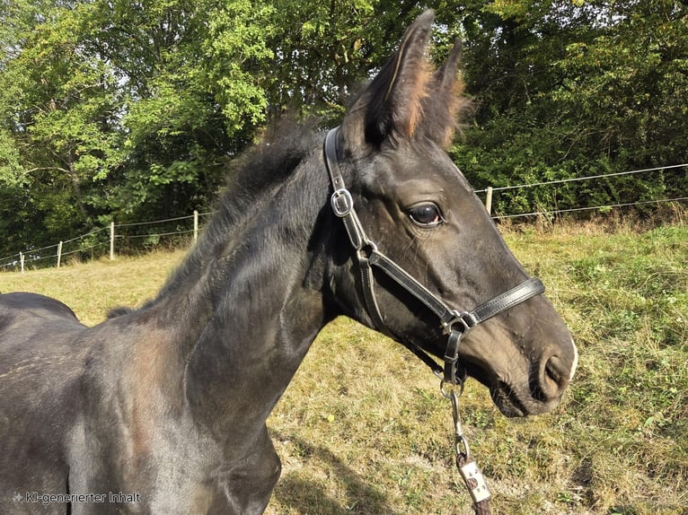 Westfaliano Giumenta Puledri (04/2025) 168 cm Morello in V&#xF6;hl