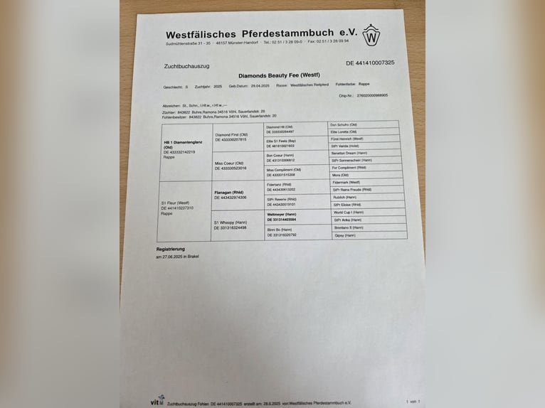 Westfaliano Giumenta Puledri (04/2025) 168 cm Morello in V&#xF6;hl