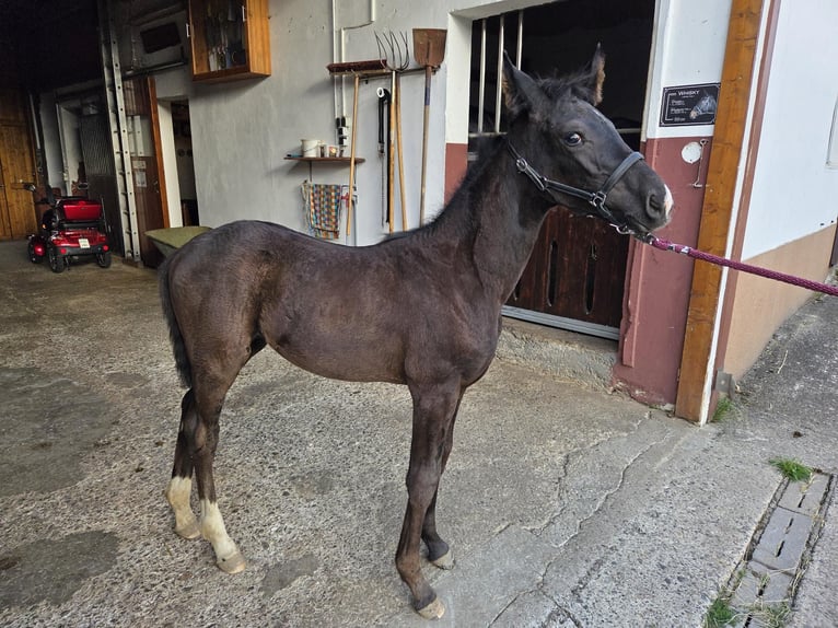 Westfaliano Giumenta Puledri (04/2025) 168 cm Morello in V&#xF6;hl