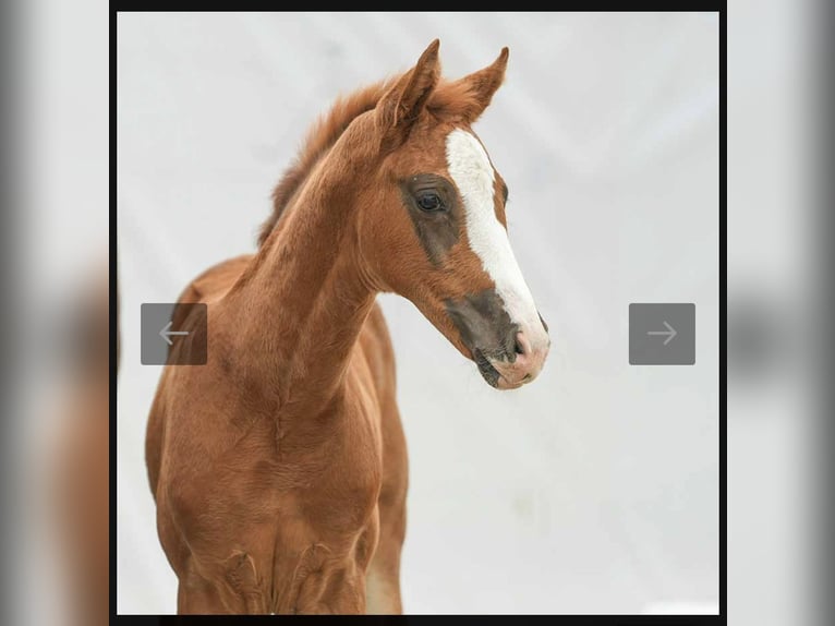 Westfaliano Giumenta Puledri (03/2024) 168 cm Sauro scuro in Hamminkeln