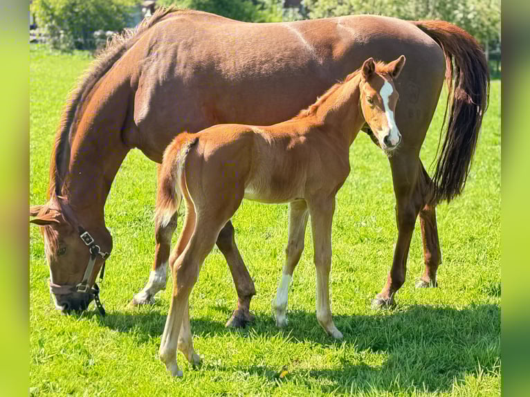 Westfaliano Giumenta  169 cm Sauro in Greven