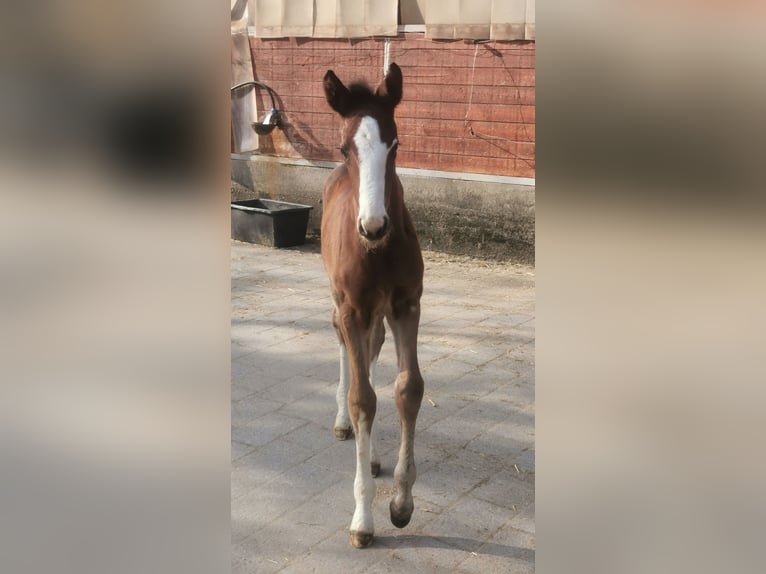 Westfaliano Giumenta Puledri (02/2026) 170 cm Baio in Hamm