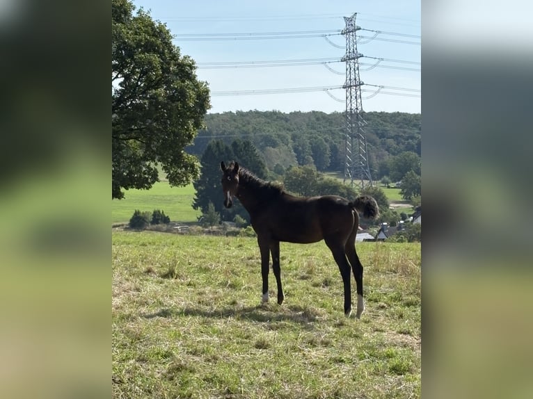 Westfaliano Giumenta Puledri (04/2026) 170 cm Baio in Siegen