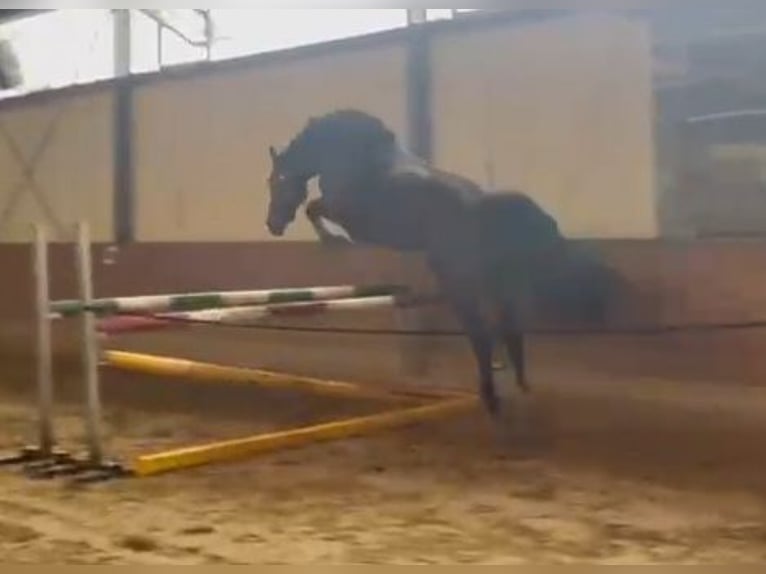Westfaliano Giumenta Puledri (05/2026) 170 cm Baio in Ahaus
