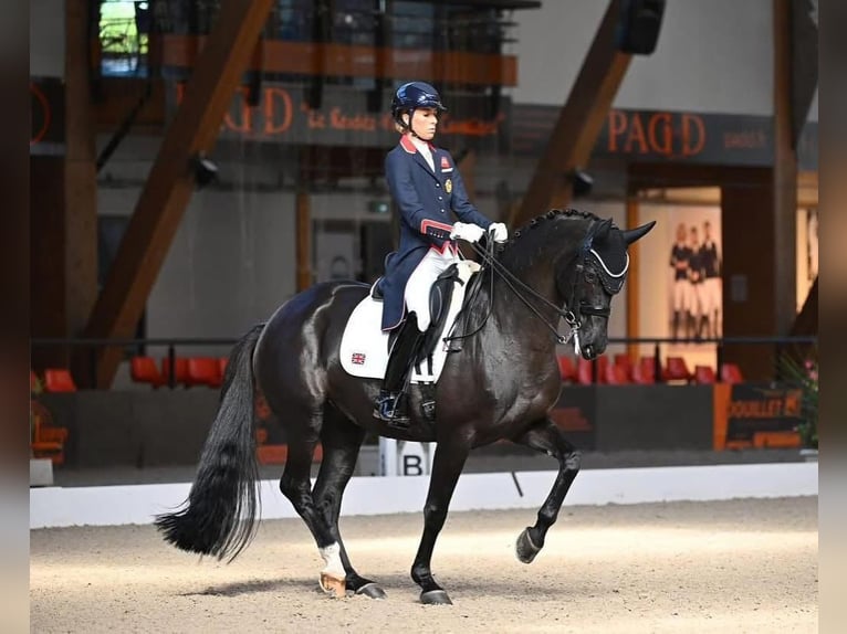 Westfaliano Giumenta Puledri (03/2026) 170 cm Baio nero in Unna